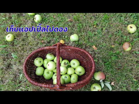 เก็บแอปเปิ้ลไปดอง|LifeofMi