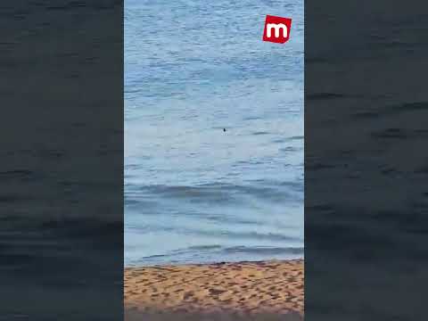Un tiburón gigante causa el pánico en las playas de Gran Canaria: gritos aterradores I MARCA