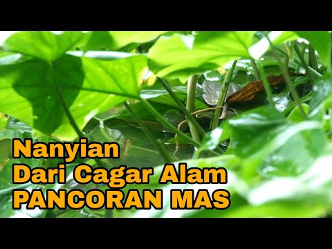 Suara Ribuan  Kodok Blentung Saat Musim Hujan di Cagar Alam Pancoran Mas