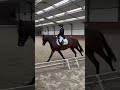 Allround-pony 10 jarige merrie D pony VERKOCHT!