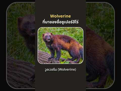 วูลเวอรีน(Wolverine)ที่มาของ