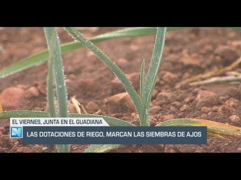 El Campo | Las dotaciones de riego marcan las siembras de ajo | 20/12/23