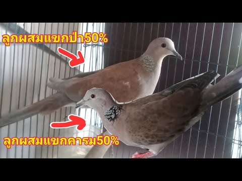 เขาคู่นกเขาใหญ่ลูกผสม-50%-ป่าแ เขาคู่นกเขาใหญ่ลูกผสม-50%-ป่าแ