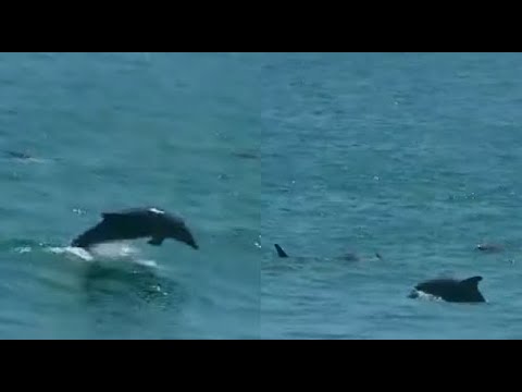 Delfines son captados jugando en el mar de La Herradura durante cuarentena