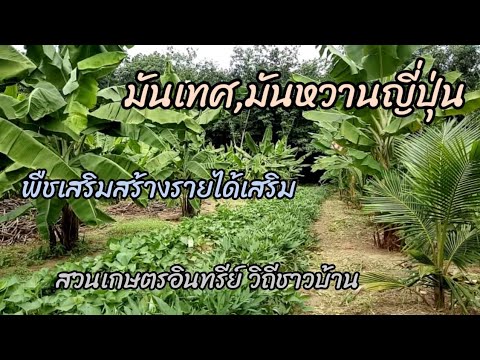 มันเทศมันหวานญี่ปุ่น-สวนเกษตรอ มันเทศมันหวานญี่ปุ่น-สวนเกษตรอ