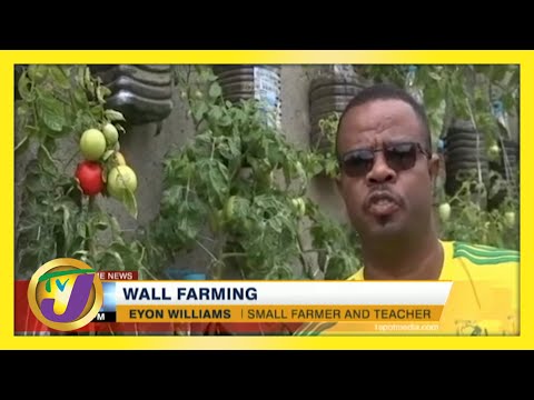 Wall Farming in Jamaica | Small Farming Ideas | TVJ News - May 30 2021