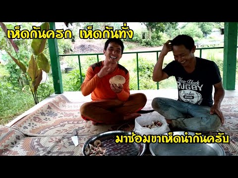 มาดูผลสรุปของการออกล่าเห็ดมื้อ มาดูผลสรุปของการออกล่าเห็ดมื้อ