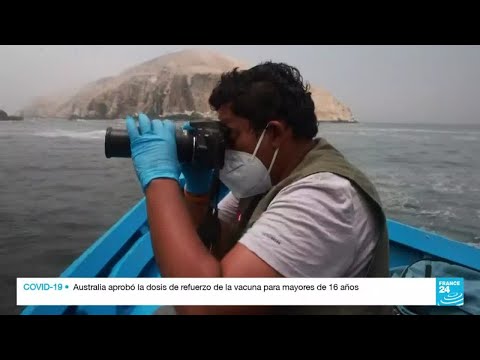 Brigadistas intentan rescatar a los animales afectados por el derrame de petróleo en Perú