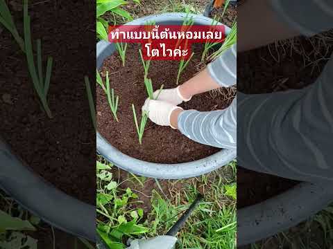 อยากให้ต้นหอมเลยโตไวให้ทำแบบนี