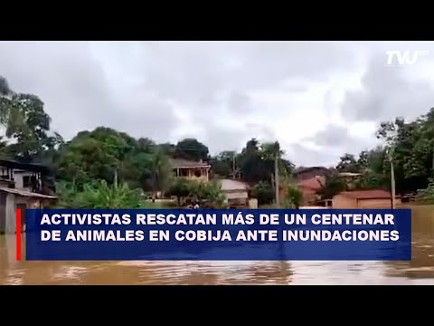 Activistas rescatan más de un centenar de animales en Cobija ante inundaciones