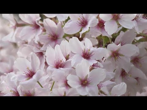 Spring blossoms bloom at Kew Gardens ++REPLAY++