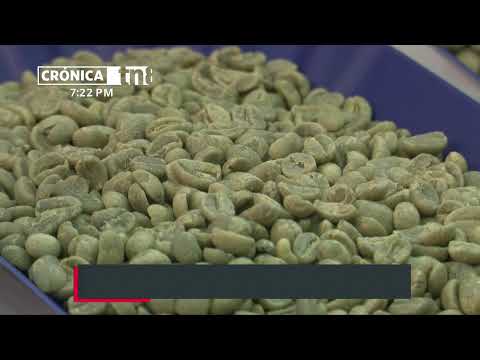 Nicaragua refleja dinámica positiva en exportaciones de café y frijol