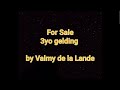 حصان القفز Beautiful Gelding by Valmy de la Lande