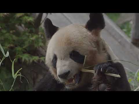Au revoir Yuan Meng: le premier panda né en France bientôt transféré en Chine | AFP