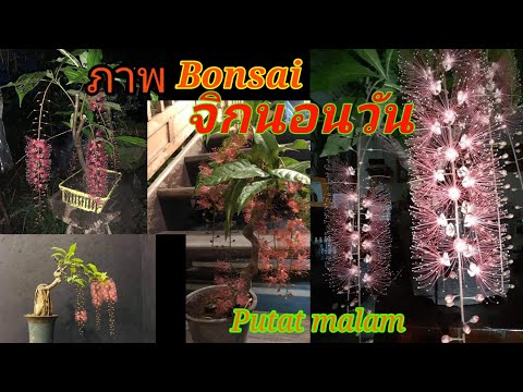 ภาพต้นจิกนอนวัน-สายพันธุ์น้องใ ภาพต้นจิกนอนวัน-สายพันธุ์น้องใ