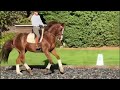 Dressage horse Very expressive 12y old small tour gelding for sale