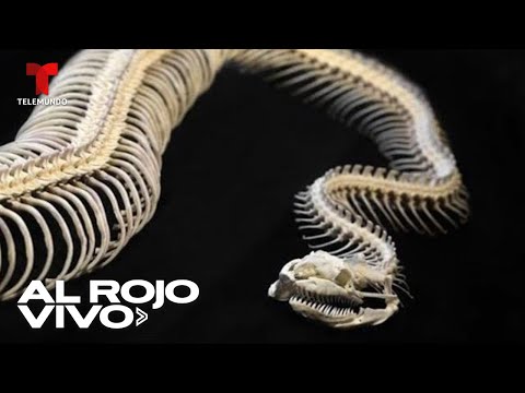 Hallan fósil de serpiente gigante en India que pudo ser más larga que un autobús