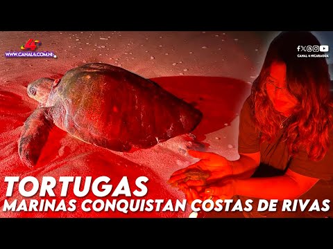 La arribada y liberación de tortugas marinas que conquista las costas de Rivas