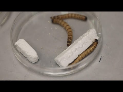 How plastic-eating worms could be solution to Southeast Asia's waste problem