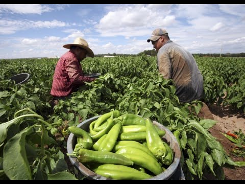 ¿ESTÁ GARANTIZADO ABASTO ALIMENTICIO en MÉXICO ante la PANDEMIA SECRETARIO de AGRICULTURA responde