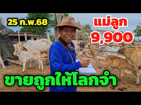 Boonchoo Channel เกษตรสร้างสุข ด้วยวิถีพอเพียง Vายถูกให้โลกจำวัวเพื่อเกษตรกรหลักพันจำนวนมากแม่ลูกตัวเมีย9,9