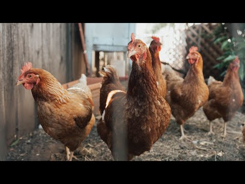 Ministerio de Ganadería confirmó el primer caso de gripe aviar en Uruguay
