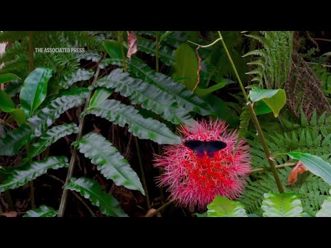 Italian museum recreates butterfly forest