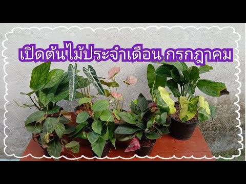 เปิดต้นไม้ประจำเดือน-กรกฎาคม เปิดต้นไม้ประจำเดือน-กรกฎาคม