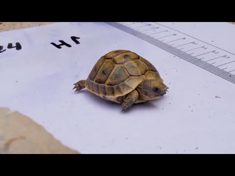 Every tortoise counts in census in southern Spain