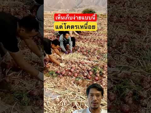 เก็บหอมหัวใหญ่farmerหอมหัวให