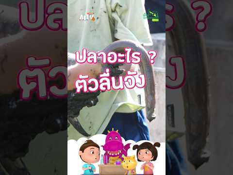 ปลาอะไรทำไมตัวลื่นจัง|บ้าน