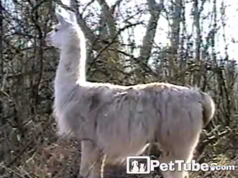Cow Makes Llama Laugh- PetTube