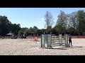 Show jumping horse Hele mooie, zeer goed springende 5 jarige merrie