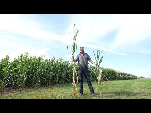 Short corn could replace towering 12-foot stalks as farmers adjust to changing climate