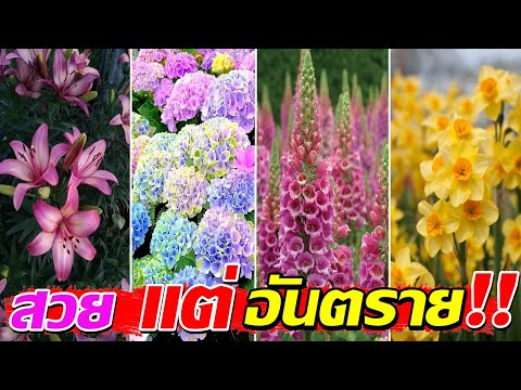 สวยแต่อันตราย!!8ต้นไม้ในสวนท