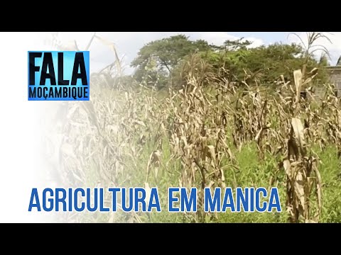 Província de Manica: Agricultores em Chimoio apostam na produção de hortícolas @PortalFM24