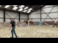 حصان القفز VERKOCHT Kwaliteitsvol springpaard