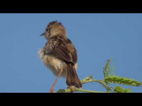 Burung Cici Padi Gacor