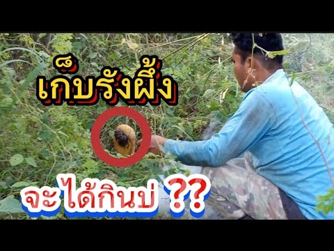 เก็บรังผึ้งโชคดีมาเจอเอายากจ