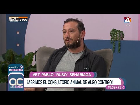 Algo Contigo - Consultorio veterinario con Pablo Ruso Sehabiaga