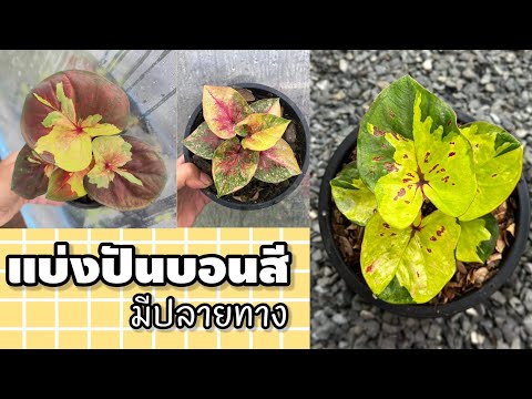 แบ่งปันบอนสีสวยๆมาแล้วครับ|เบิ