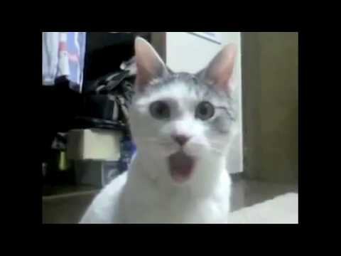 Video: Štai kaip katės išreiškia savo jausmus: - - OMG ! WTF?