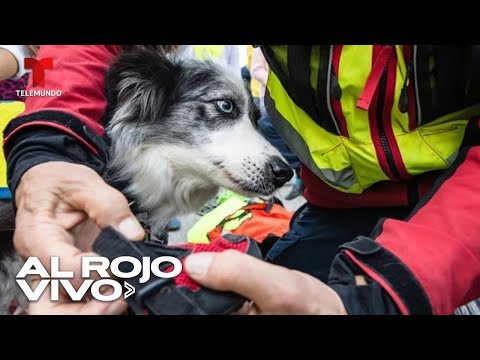 Perros son entrenados para salvar a víctimas de terremotos e inundaciones en Perú