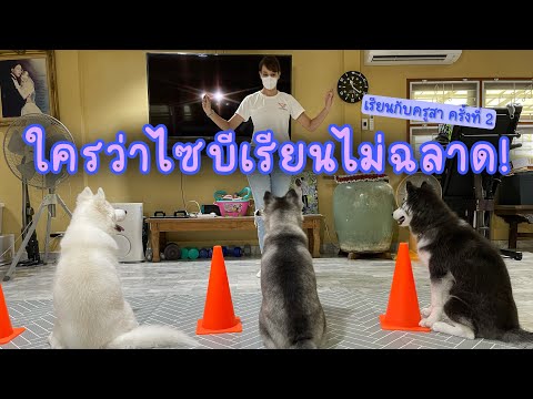 EP.74-ใครว่าไซบีเรียนไม่ฉลาด-ม EP.74-ใครว่าไซบีเรียนไม่ฉลาด-ม