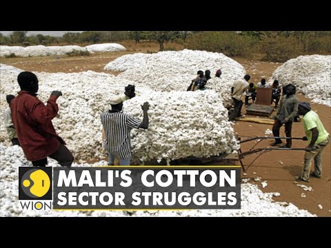 Mali's cotton sector struggles: Thousands of cotton farmers facing sanctions imposed by ECOWAS