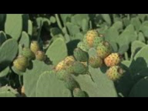 Virus parts Egyptians from beloved prickly pears
