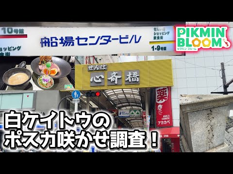 【ピクミンブルーム】白ケイトウのポスカ咲かせ調査！【Pikmin Bloom】