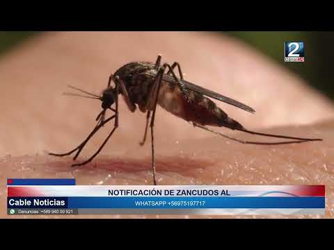 08 MAY 2024 Seremi de Salud refuerza el control contra el zancudo transmisor del dengue