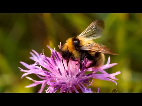 Protecting Local Pollinators