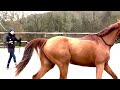 Springpferd Brave all-rounder met spring talent
